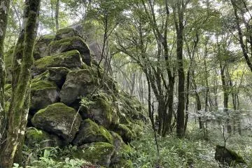 Classic moss-covered rocks