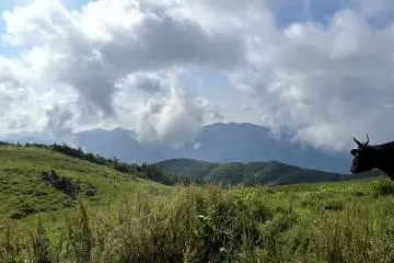 Cow watching the hills
