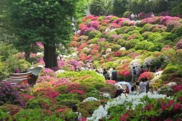Azalea festival at Nezu Shrine, Tokyo