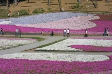 Fields of shibazakura
