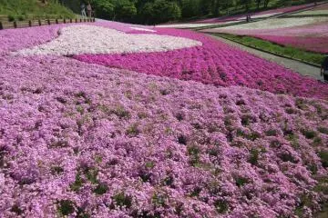 Hitsuji-yama park in Saitama