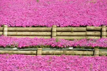 Fields formed from tiny flowers