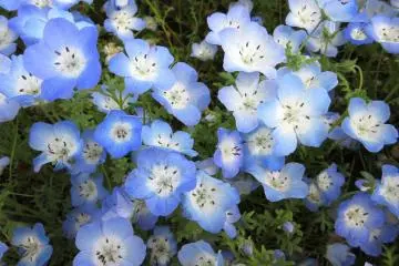 Blue nemophila covers vast area of the park