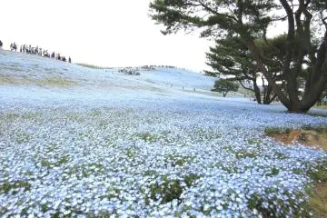 Hitachi Seaside Park
