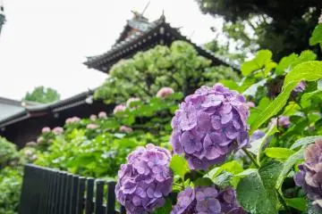 東京觀賞紫陽花的絕佳地點