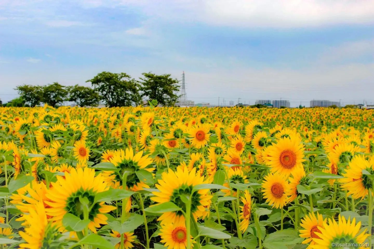 Autumn Sunflowers in Kawagoe