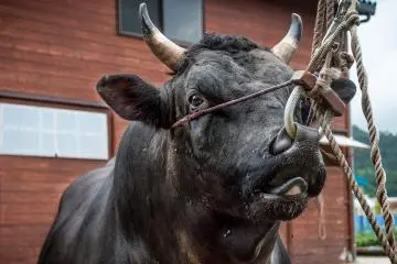 One of the local bulls tethered by the barn
