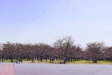 Cherry blossoms at Kasenjiki Central Park