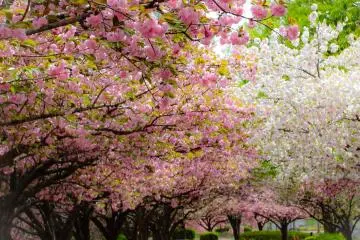 Cycling in Kawagoe Park
