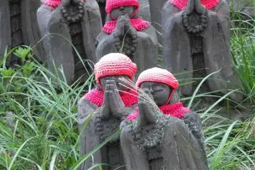 붉은색의 지조 무리