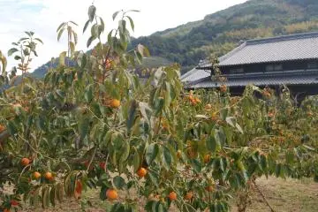 The persimmon orchard of the Hayashi family