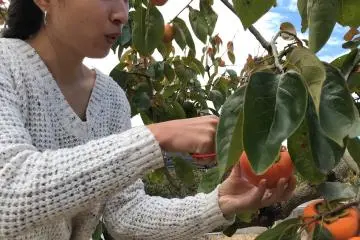 Picking persimmon with friends is fun! 