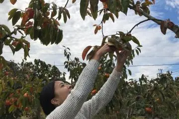 The kaki trees are not very tall and most fruits can be reached easily. 