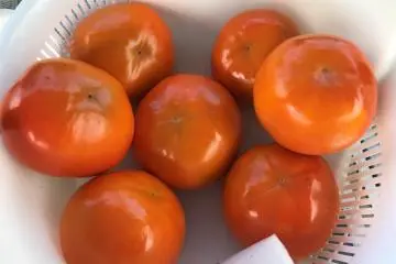 I took these tasty persimmon home! 
