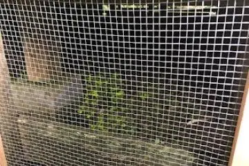 Luminous moss under the main shrine building 