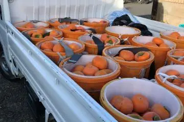 The K-truck is the farmers' vehicle of choice. 