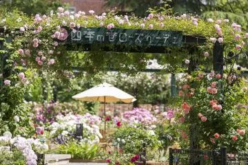 Numerous autumn roses will be on display at the event, along with a variety of fun hands-on activities