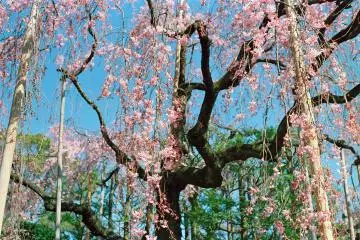 Weeping sakura at Denboin (Photo: <a href="https://www.flickr.com/photos/dreamylyricist/17129167456/in/photostream/" target="_blank" rel="noreferrer noopener nofollow">shuzo serikawa</a> / <a href="https://creativecommons.org/licenses/by-sa/2.0/" target="_blank" rel="noreferrer noopener nofollow">CC BY-SA 2.0</a>)