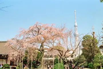 The grounds of Denboin also give a great view of Skytree, offering a wonderful juxtaposition of tradition and modernity (Photo: <a href="https://www.flickr.com/photos/dreamylyricist/16534975273/in/photostream/" target="_blank" rel="noreferrer noopener nofollow">shuzo serikawa</a> / <a href="https://creativecommons.org/licenses/by-sa/2.0/" target="_blank" rel="noreferrer noopener nofollow">CC BY-SA 2.0</a>)