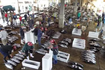 Tuna auction at the Katsuura fish market