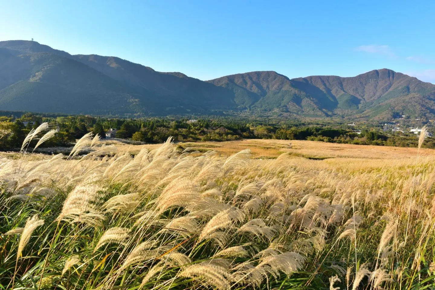 Shimmering pampas grass at the Sengokuhara Pampas Grass Field (Photo: shikema / Shutterstock.com)