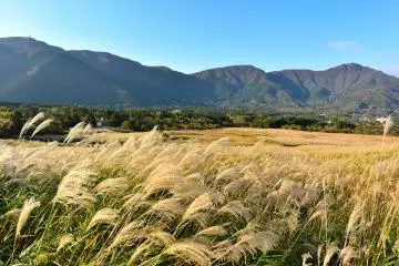 Shimmering pampas grass at the Sengokuhara Pampas Grass Field