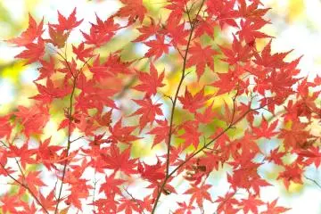 5 Spots for Fall Color in Kanagawa