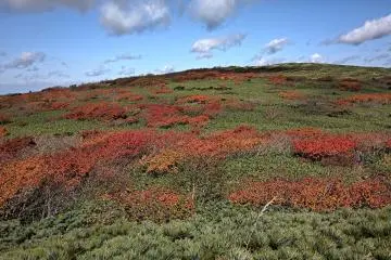 Full autumn colours