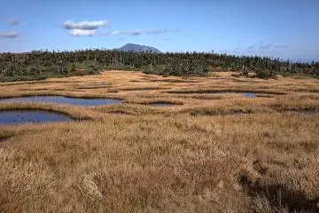 A closer look at the wetland