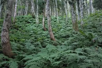 Fern undergrowth 