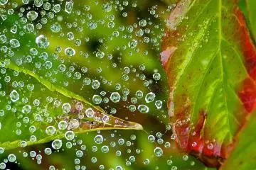 Glittering waterdrops on a spider-web