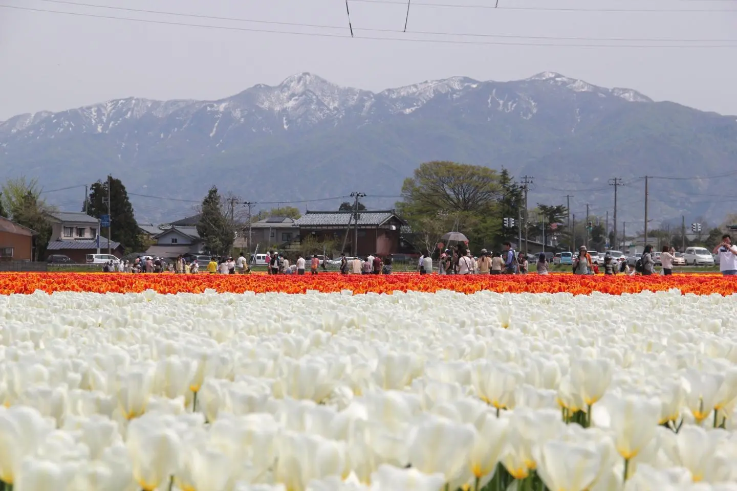 Gosen Tulip Festival