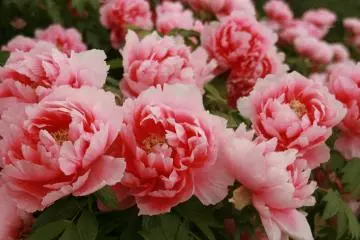 A close up of the peonies