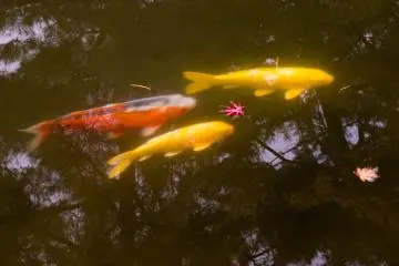 Koi in the pond on the grounds, surrounded by falling autumn leaves