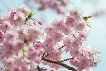 The park is home to approximately 2500 cherry trees