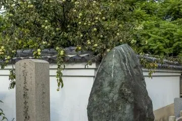 The fruits of autumn billow over a wall at Isshinji Tennoji