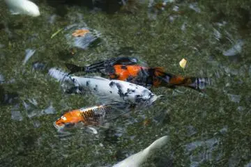 The beauty of Koi never fails to bewitch me at Isshinji Tennoji