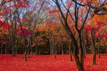 5 Fall Foliage Spots in Chiyoda Ward