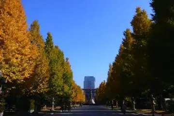 Gingkos line the approach to Yasukuni Shrine