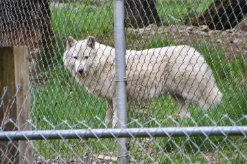 Miwook at Wolf Haven, Washington State