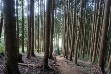 Leaving the forest