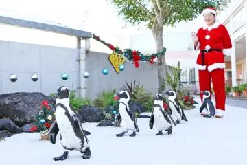 Christmas Penguin Parade (Photo: <a href="https://prtimes.jp/main/html/rd/p/000000437.000011571.html" target="_blank" rel="noreferrer noopener nofollow">Yokohama Hakkeijima Co., Ltd</a>)