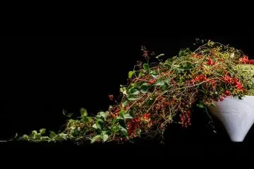 Bergmann's floral designs will decorate ceramicware created by Yuki Nara
