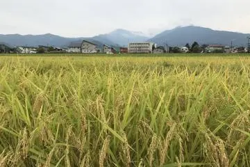 Rice is almost ready for harvest