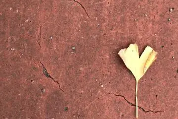 A lone fallen ginkgo leaf