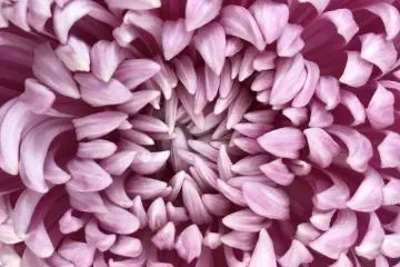 A chrysanthemum close up