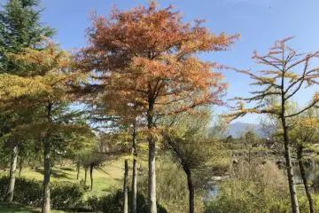 Autumn color at Yairo no Mori Park