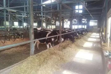 Fragrant cows
