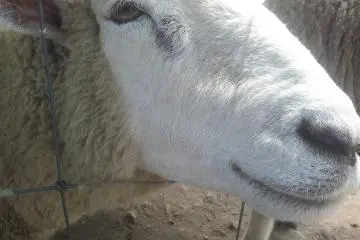 A normal sheep