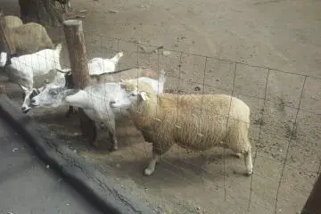 Expectant beasts